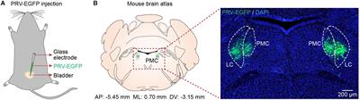 Simultaneous Measurement of Neuronal Activity in the Pontine Micturition Center and Cystometry in Freely Moving Mice